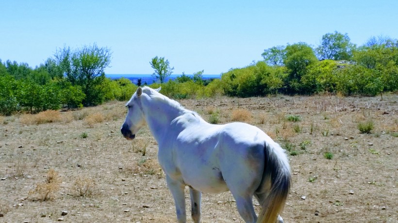 20170812_125540-EFFECTS