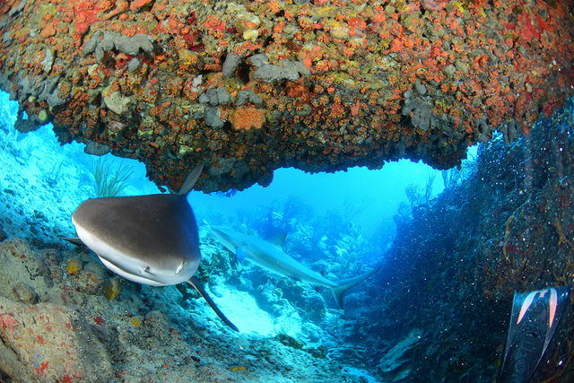 40435171033_b5dfb34763_z