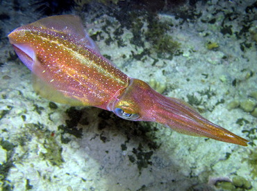Image result for caribbean reef squid