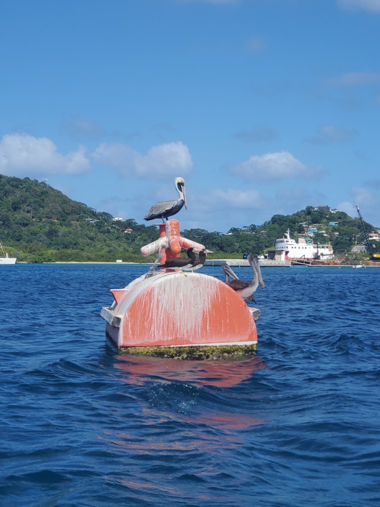 A pelican sits on a buoy in Carriacou
